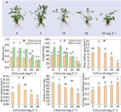 Transcriptomics combined with physiological analysis reveals the mechanism of cadmium uptake and tolerance in Ligusticum chuanxiong Hort. under cadmium treatment